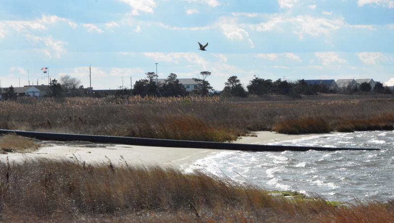 The pipe carrying the material comes ashore on a beach in Bottom Hills Drain and then snakes along Inlet Road before heading toward the beach through a culvert.
